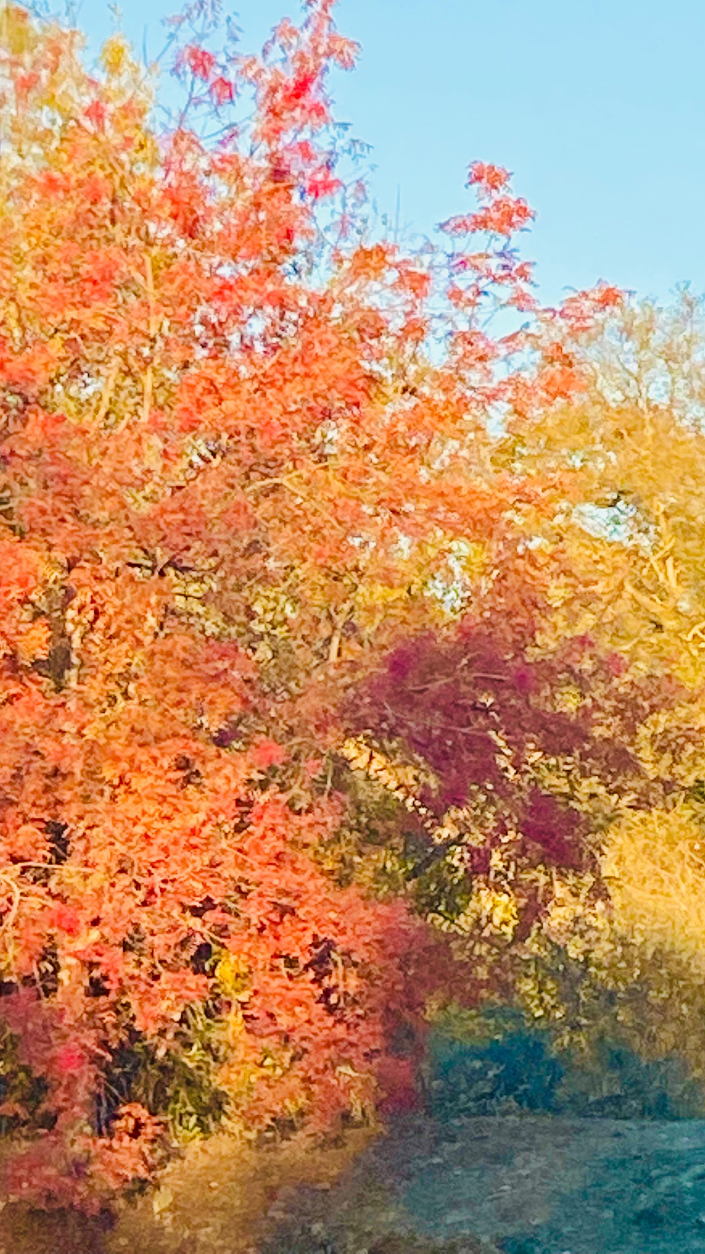 Look Up…
Happy Saturday - take time to spot the little moments that can bring you joy 🍂🍁

#beautyswhereyoufindit #upscalerural #outdoors #fallleaves #fallcolors #mothernature #zen #peace #trusttheprocess #keepingitrealcaregiving #substack